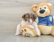 8 week old Mini Aussiedoodle Puppy For Sale - Pilesgrove Pups