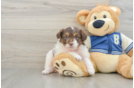 Mini Aussiedoodle Pup Being Cute
