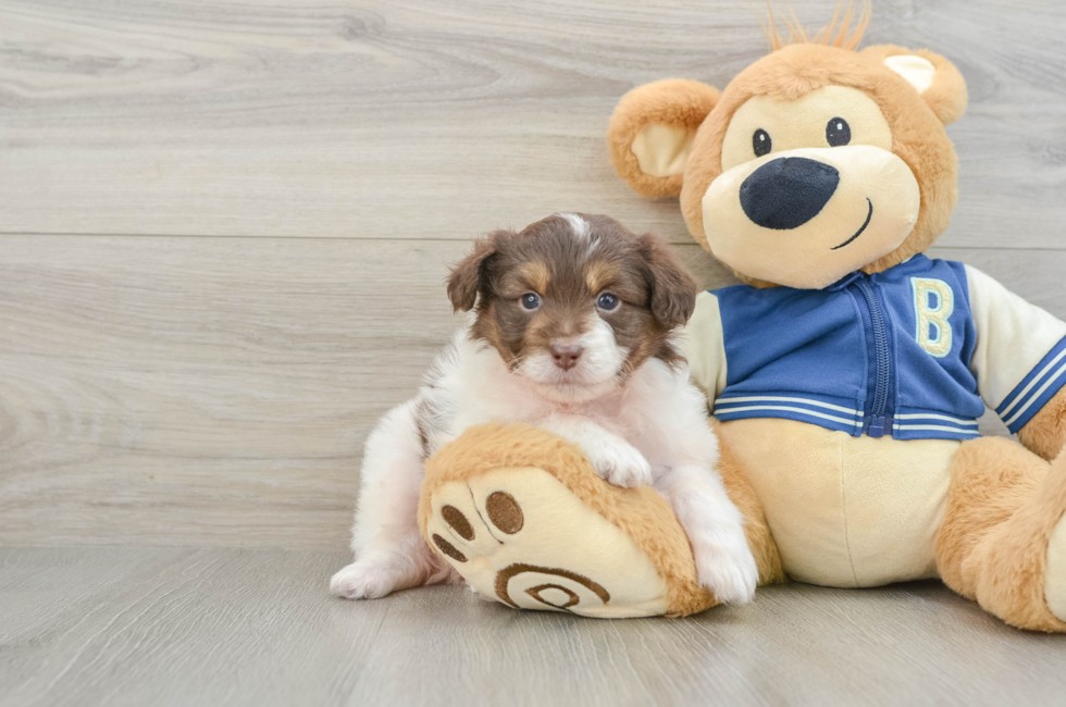 7 week old Mini Aussiedoodle Puppy For Sale - Pilesgrove Pups