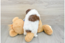 Mini Aussiedoodle Puppy for Adoption