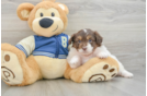 Best Mini Aussiedoodle Baby