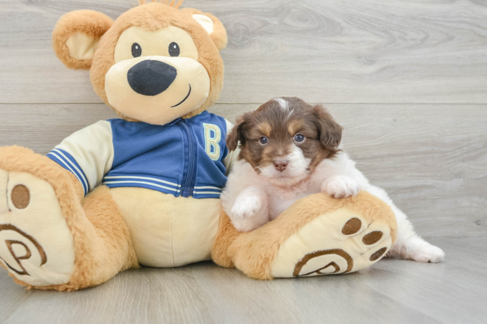 Best Mini Aussiedoodle Baby