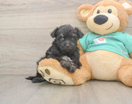 8 week old Mini Aussiedoodle Puppy For Sale - Pilesgrove Pups
