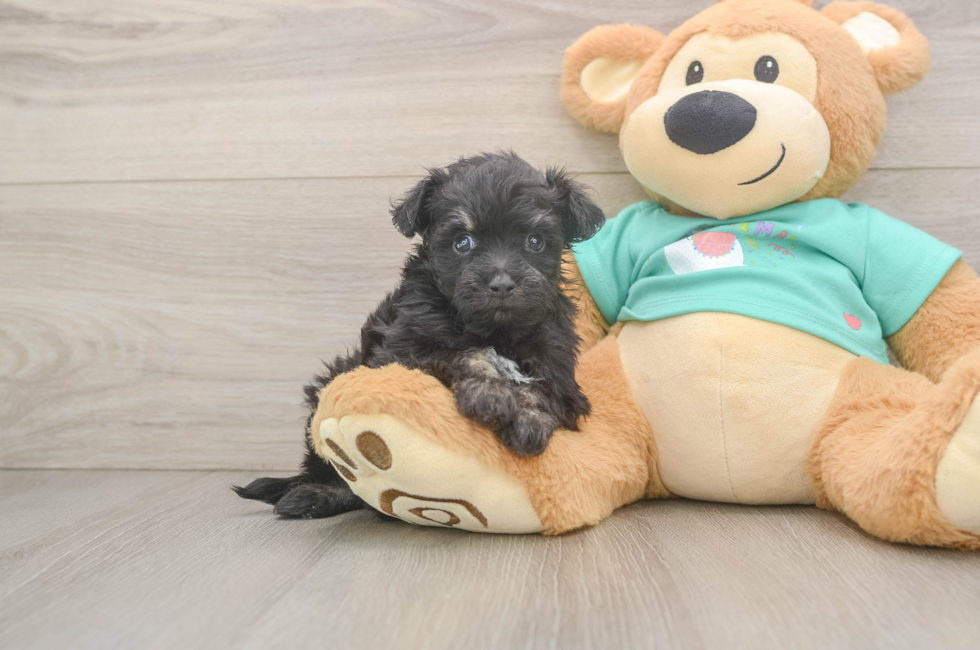 6 week old Mini Aussiedoodle Puppy For Sale - Pilesgrove Pups