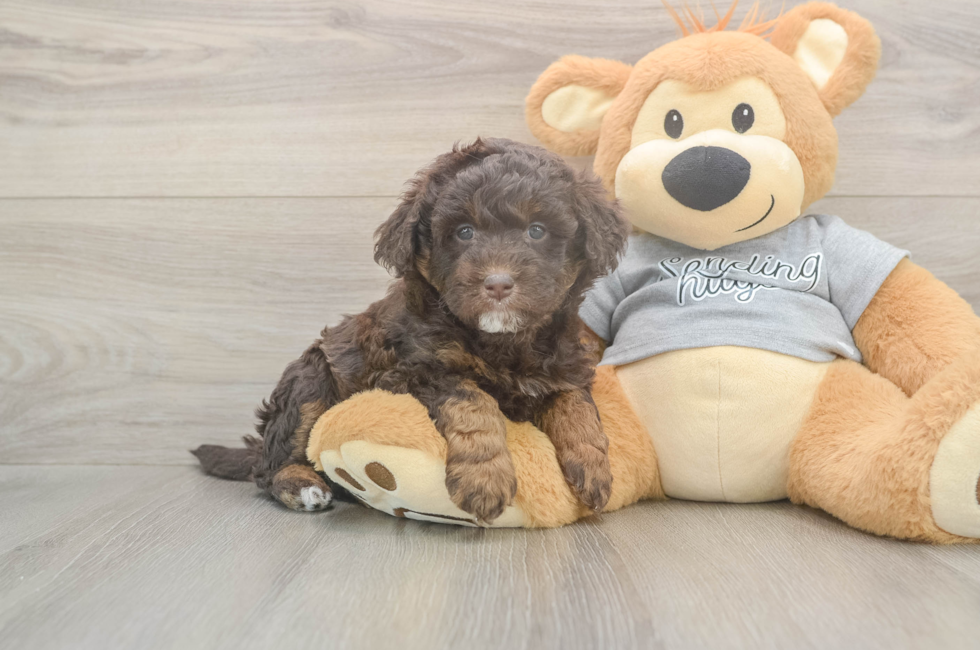 5 week old Mini Aussiedoodle Puppy For Sale - Pilesgrove Pups