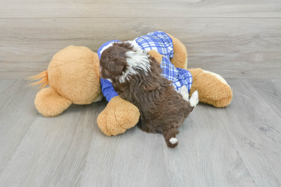 Mini Aussiedoodle Pup Being Cute