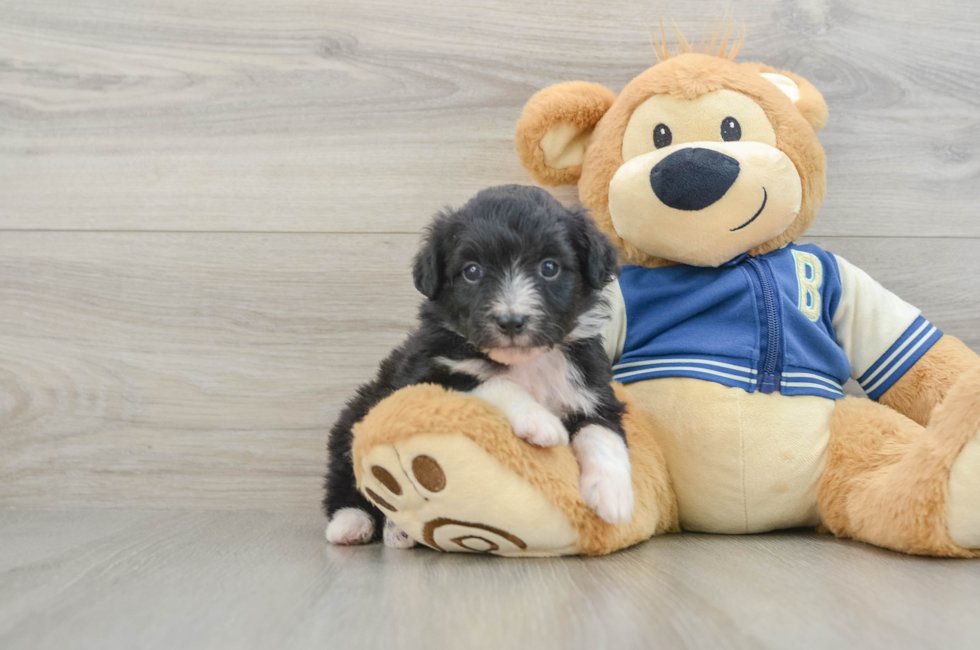 7 week old Mini Aussiedoodle Puppy For Sale - Pilesgrove Pups