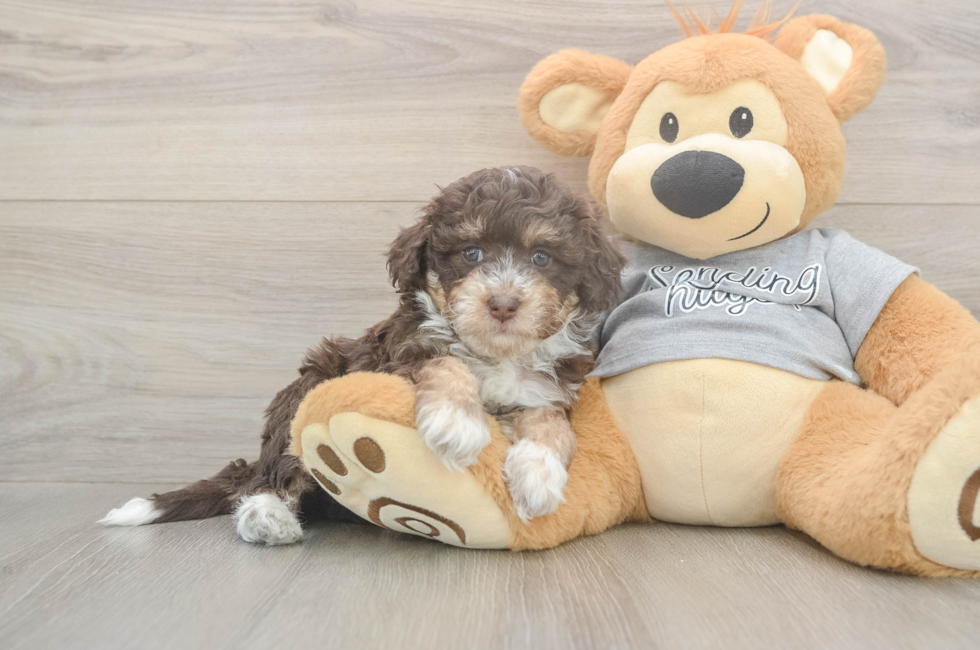 5 week old Mini Aussiedoodle Puppy For Sale - Pilesgrove Pups