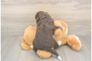 Mini Aussiedoodle Puppy for Adoption