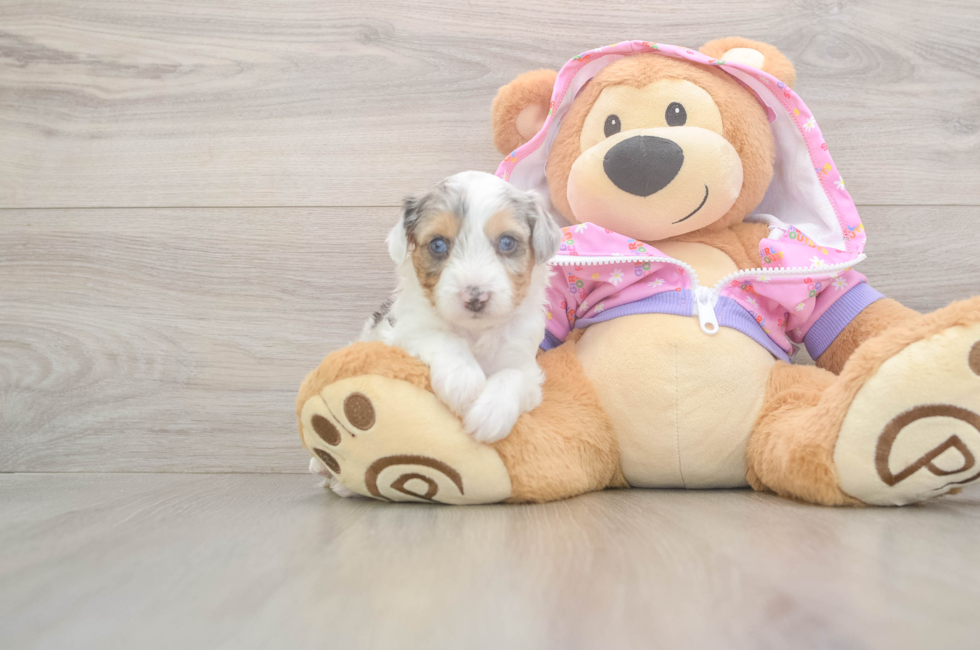 8 week old Mini Aussiedoodle Puppy For Sale - Pilesgrove Pups