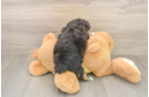 Mini Aussiedoodle Puppy for Adoption