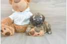 Mini Aussiedoodle Puppy for Adoption