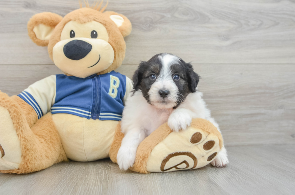 6 week old Mini Aussiedoodle Puppy For Sale - Pilesgrove Pups