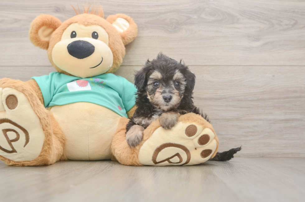 6 week old Mini Aussiedoodle Puppy For Sale - Pilesgrove Pups