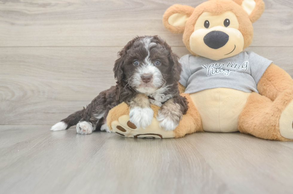 5 week old Mini Aussiedoodle Puppy For Sale - Pilesgrove Pups