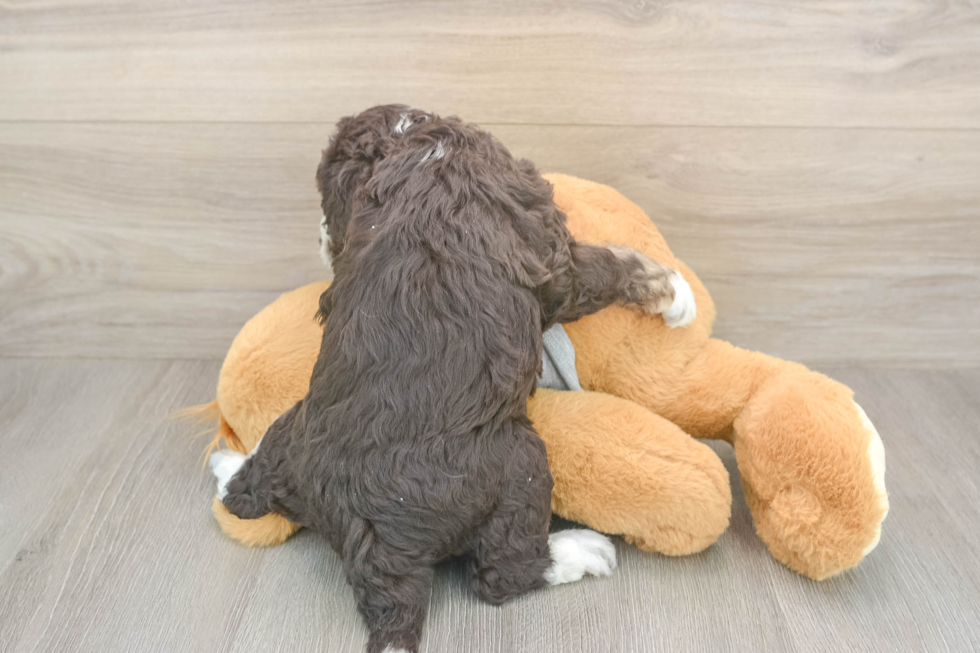 Mini Aussiedoodle Puppy for Adoption