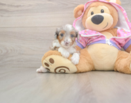 8 week old Mini Aussiedoodle Puppy For Sale - Pilesgrove Pups