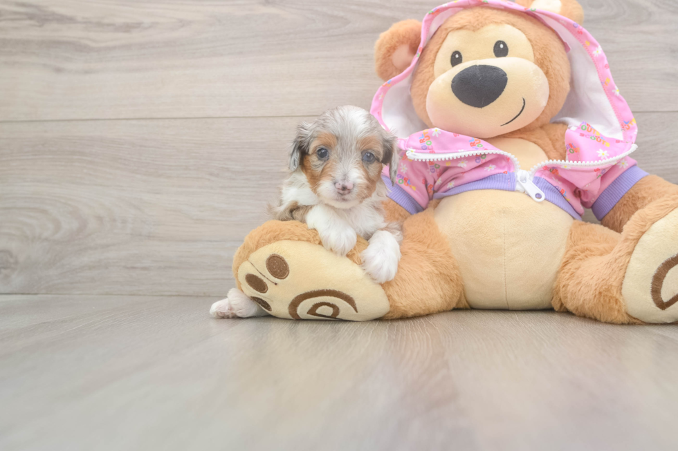 Adorable Mini Australian Shepherd X Poodle Mix Poodle Mix Puppy