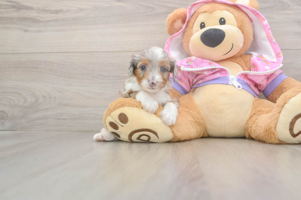 8 week old Mini Aussiedoodle Puppy For Sale - Pilesgrove Pups