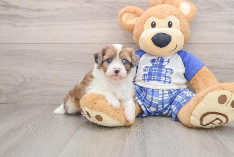 Best Mini Aussiedoodle Baby