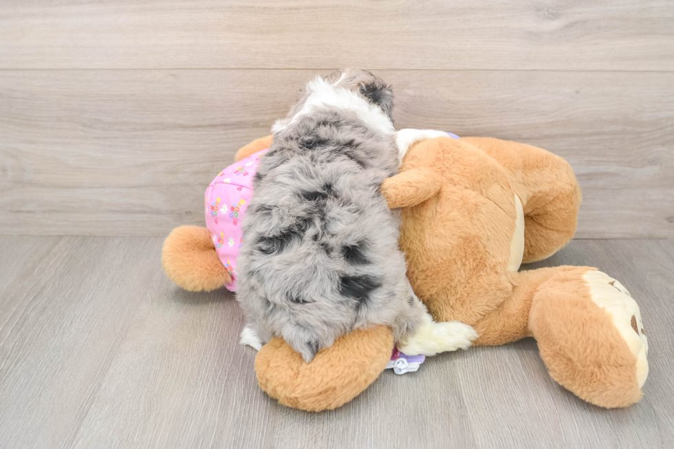 Adorable Mini Australian Shepherd X Poodle Mix Poodle Mix Puppy