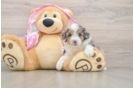 Mini Aussiedoodle Puppy for Adoption