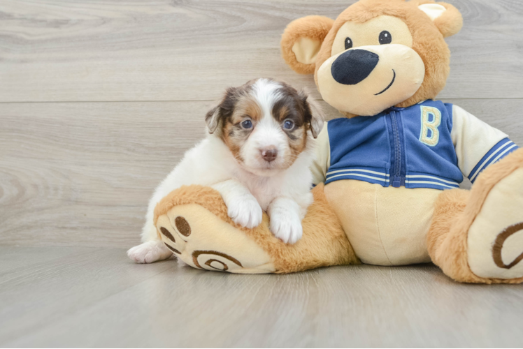 Mini Aussiedoodle Pup Being Cute