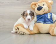 8 week old Mini Aussiedoodle Puppy For Sale - Pilesgrove Pups