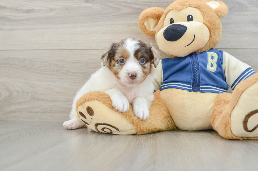 7 week old Mini Aussiedoodle Puppy For Sale - Pilesgrove Pups
