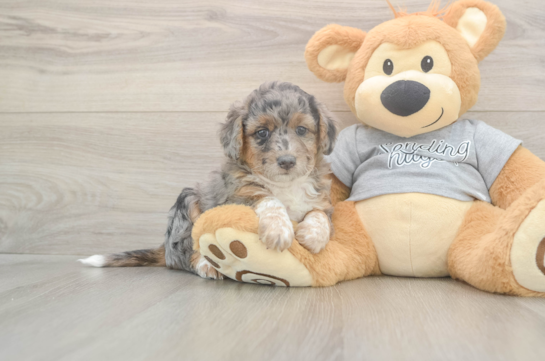 Mini Aussiedoodle Puppy for Adoption