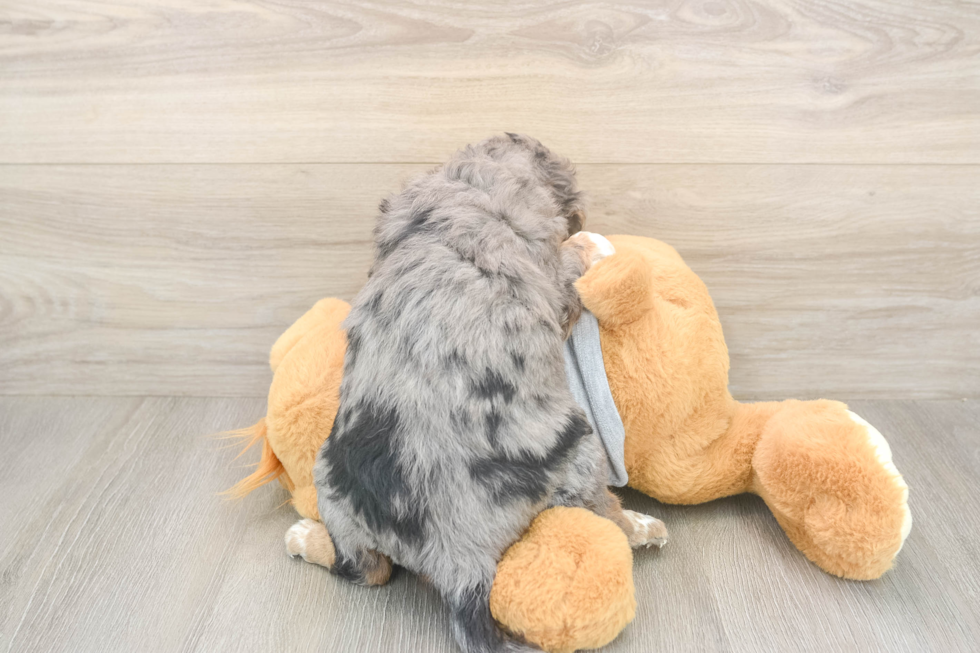Energetic Aussie Poo Poodle Mix Puppy