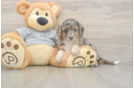 Little Mini Aussiepoo Poodle Mix Puppy