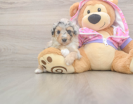 8 week old Mini Aussiedoodle Puppy For Sale - Pilesgrove Pups
