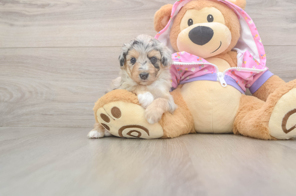 8 week old Mini Aussiedoodle Puppy For Sale - Pilesgrove Pups