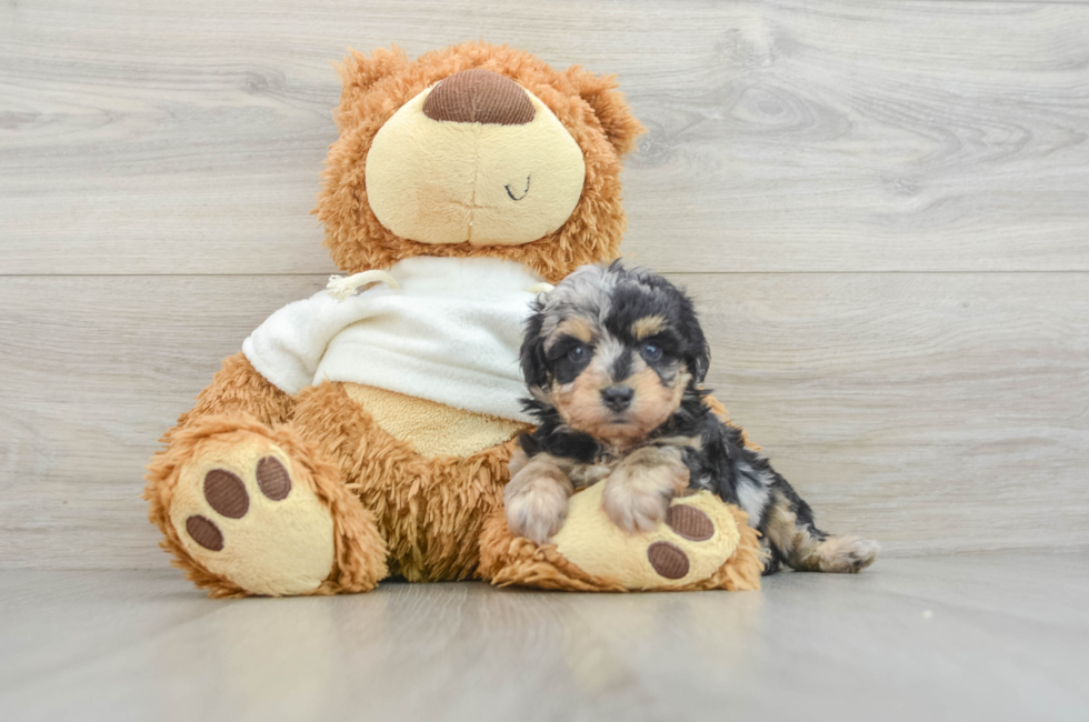 7 week old Mini Aussiedoodle Puppy For Sale - Pilesgrove Pups