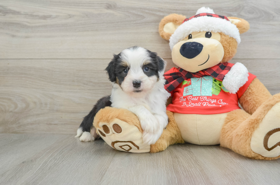 6 week old Mini Aussiedoodle Puppy For Sale - Pilesgrove Pups