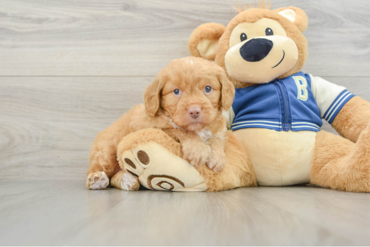 Mini Aussiedoodle Puppy for Adoption