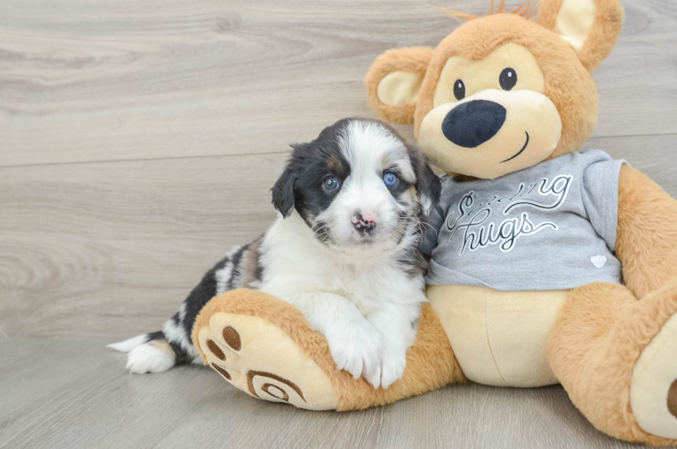 7 week old Mini Aussiedoodle Puppy For Sale - Pilesgrove Pups
