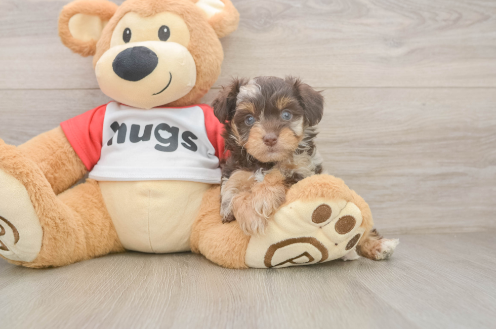 5 week old Mini Aussiedoodle Puppy For Sale - Pilesgrove Pups