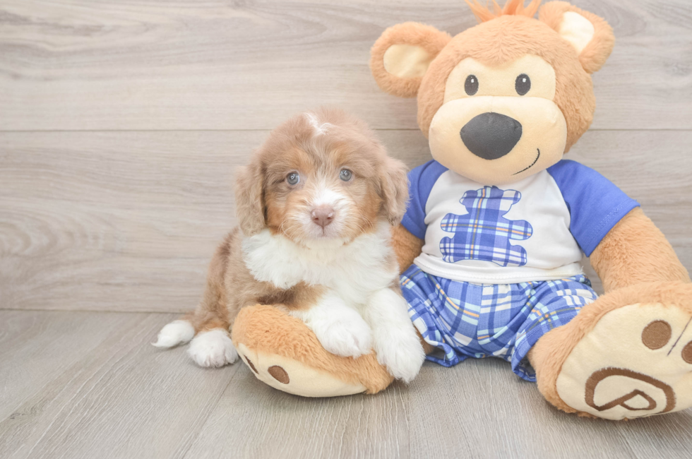 7 week old Mini Aussiedoodle Puppy For Sale - Pilesgrove Pups