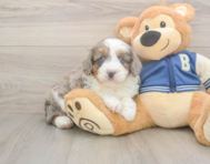 8 week old Mini Aussiedoodle Puppy For Sale - Pilesgrove Pups