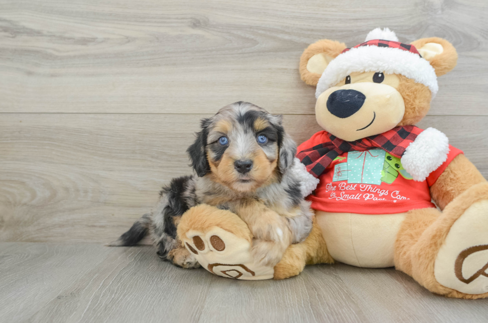 6 week old Mini Aussiedoodle Puppy For Sale - Pilesgrove Pups