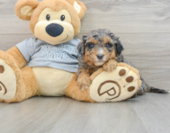 8 week old Mini Aussiedoodle Puppy For Sale - Pilesgrove Pups