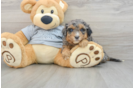 Friendly Mini Aussiedoodle Baby