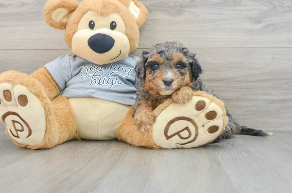 5 week old Mini Aussiedoodle Puppy For Sale - Pilesgrove Pups