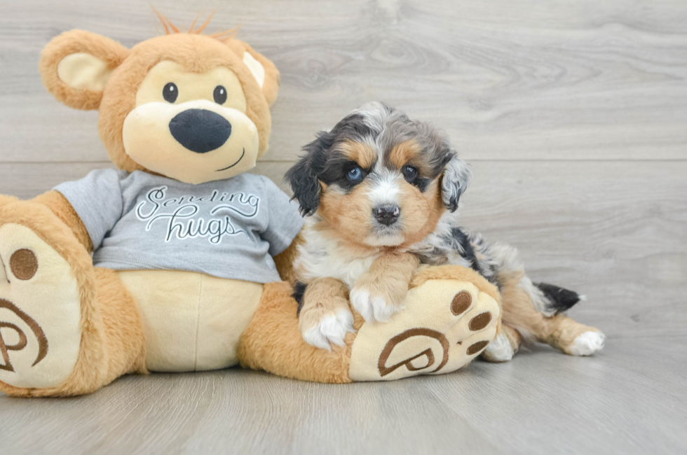 7 week old Mini Aussiedoodle Puppy For Sale - Pilesgrove Pups