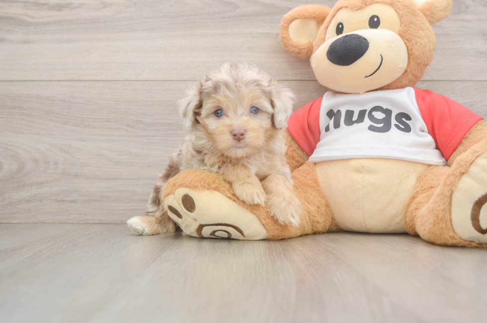 5 week old Mini Aussiedoodle Puppy For Sale - Pilesgrove Pups