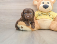 5 week old Mini Aussiedoodle Puppy For Sale - Pilesgrove Pups