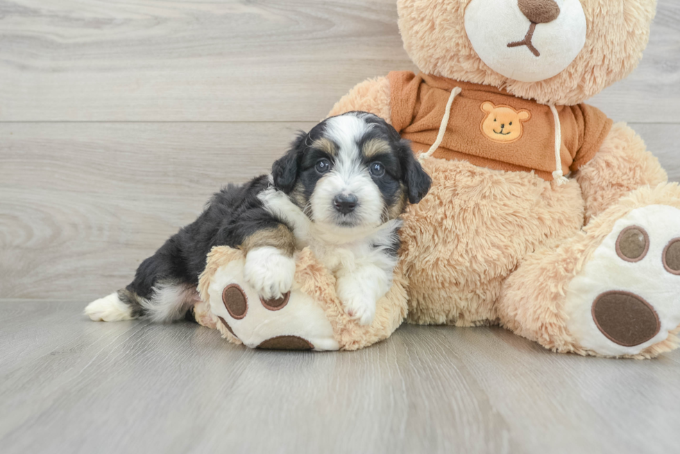 Small Mini Aussiedoodle Baby