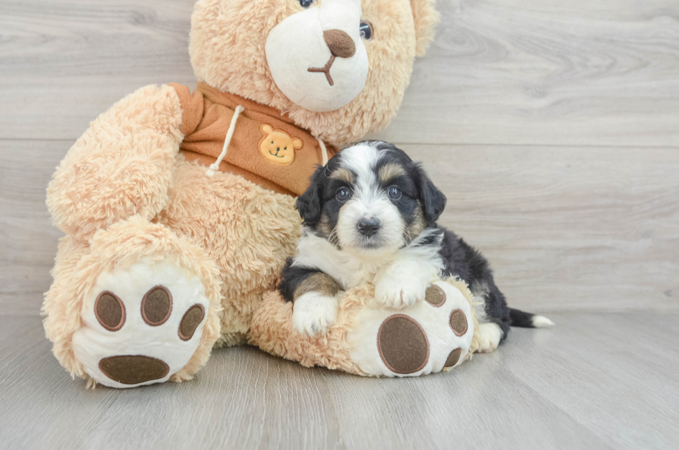 7 week old Mini Aussiedoodle Puppy For Sale - Pilesgrove Pups